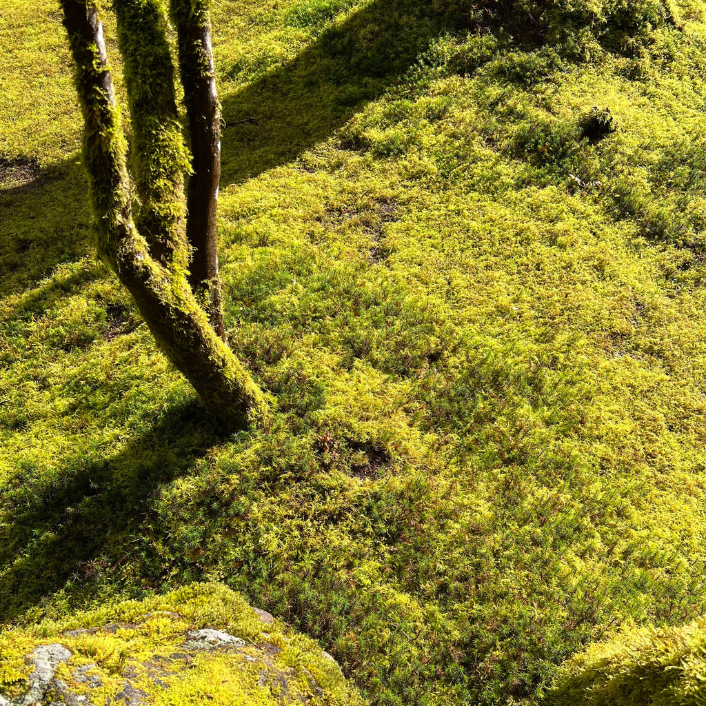 A Brief Look at an Idyllic Spring Day in Portland