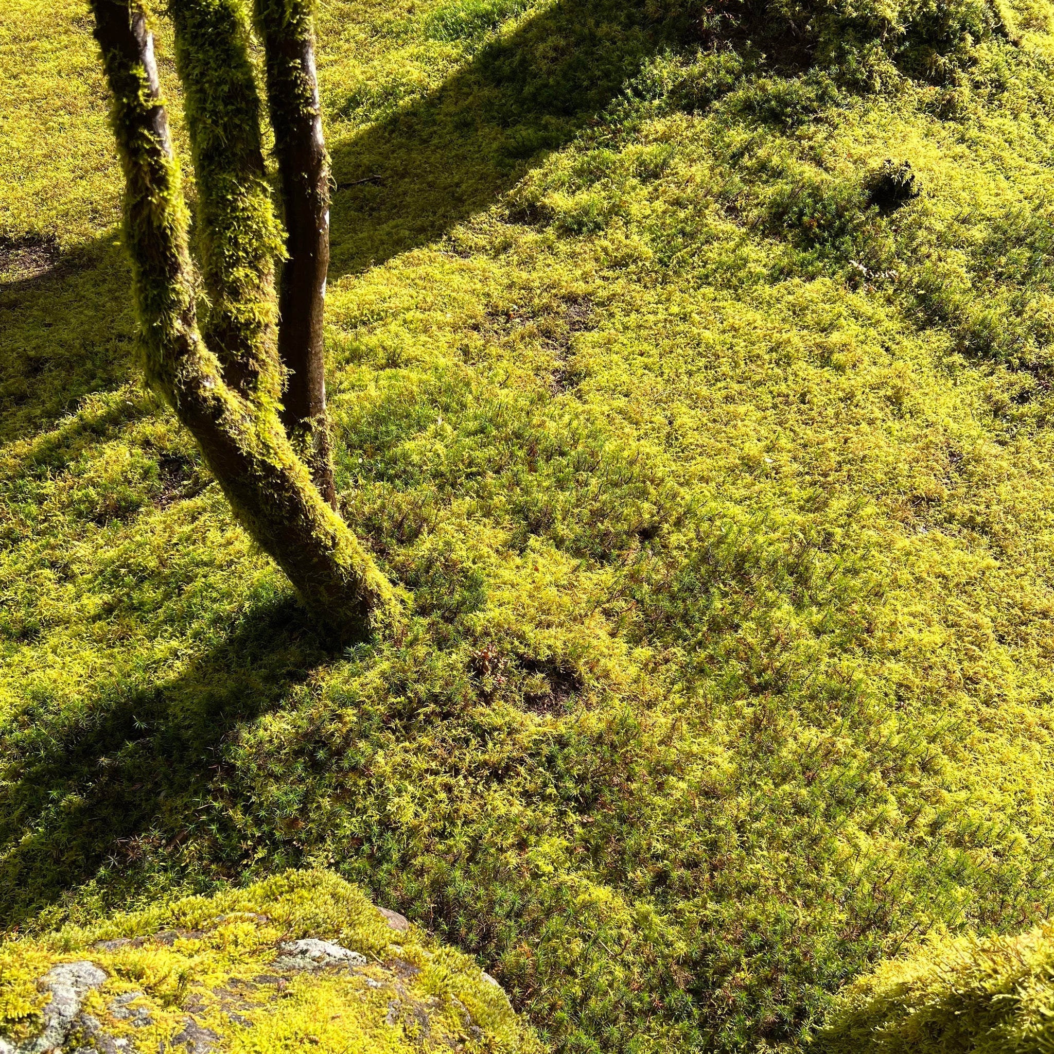 A Brief Look at an Idyllic Spring Day in Portland– VEIN OF GOLD
